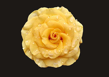 Yellow rose with raindrops