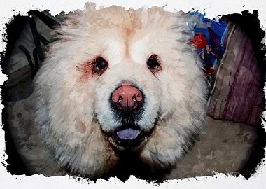 Chow chow dog