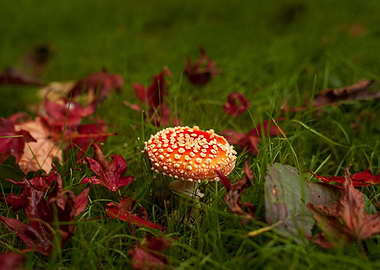 Red Fly Agaric Mushroom