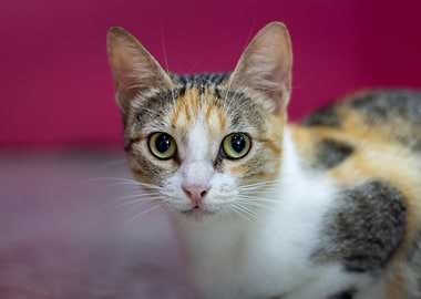 portrait of a cute cat