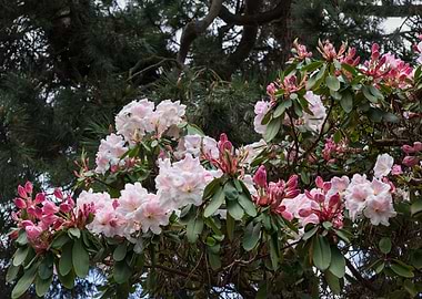 Rhododendron Loderi