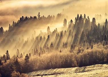 Misty mountain forest