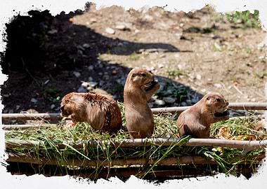 Prairie Dog