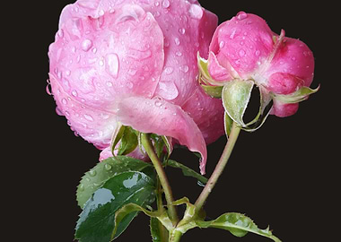 Pink rainy roses