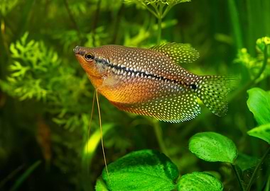 Mosaic gourami pearl fish