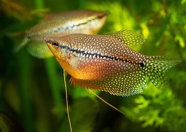 Mosaic gourami pearl fish