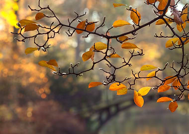 Autumn leaves