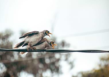 angry birds on a wire