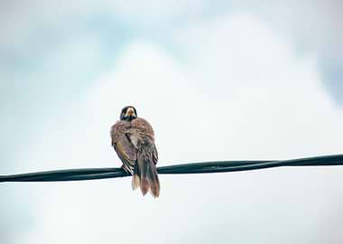 bird on a wire