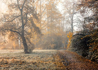 Autumn misty morning alley