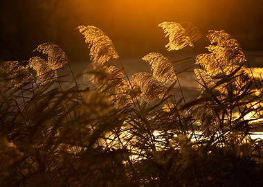 Autumn grasses