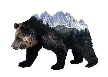 Double Exposure Wild Bear