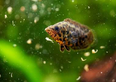 Leopard bush fish aquarium