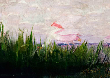 Roseate Spoonbill