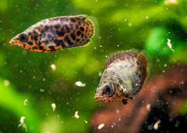 Leopard bush fish aquarium