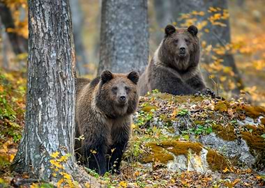 Two bears