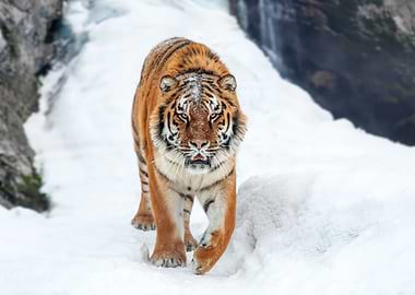 Tiger in snow