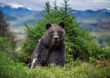 Bear in forest