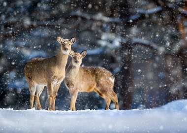 Two deers