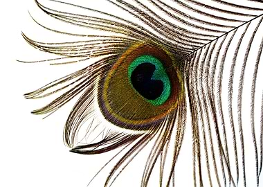 Peacock feather
