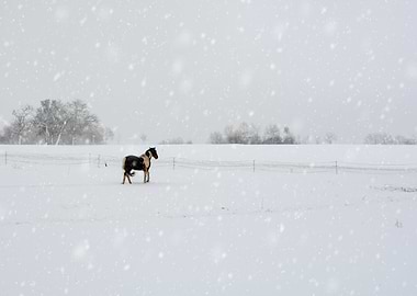The Winter Horse