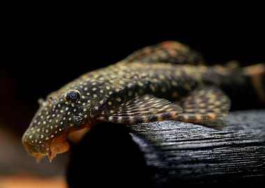 blue antenna catfish