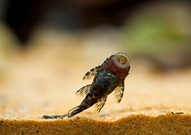 blue antenna catfish