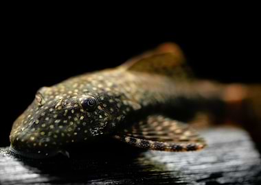 blue antenna catfish