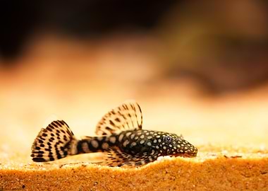 blue antenna catfish