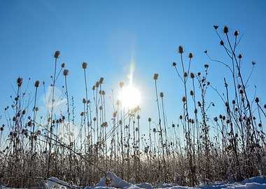 Wild teasel