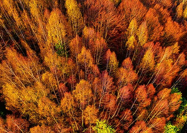 Aerial view autumn forest