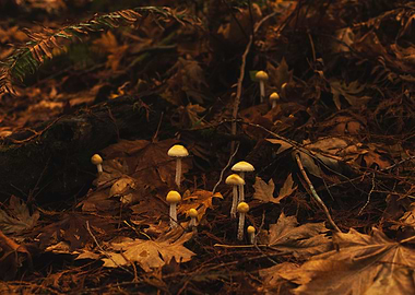 Mushrooms and Fall Foliage