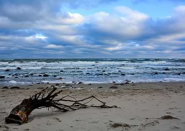 Driftwood on the beach