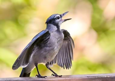Juvenile Blue Jay