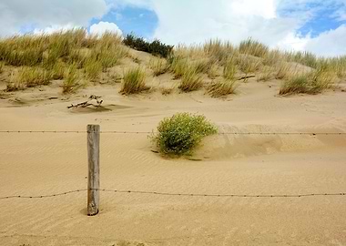 Barbed wire in the dune