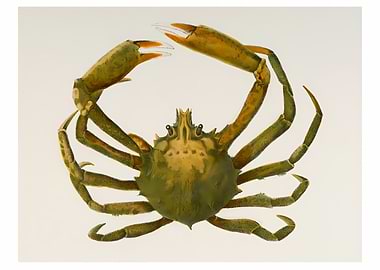 Spider Crab