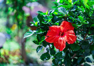 Hibiscus