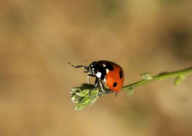 Ladybug
