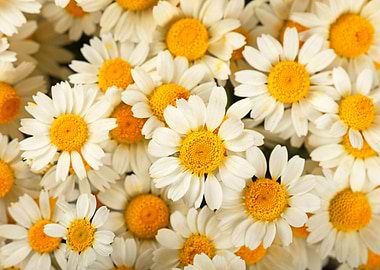 Sunny Chamomile Flowers