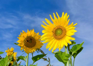 Sunflowers