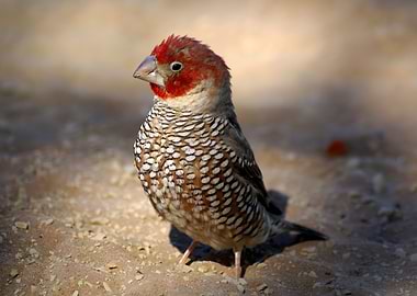 Red Headed Finch