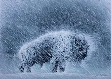 Winter Buffalo
