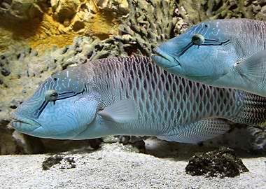 Humphead Wrasse
