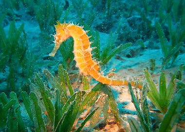 Seahorse