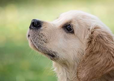 Playful Pups Portrait