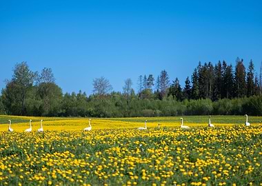 White geese row in nature