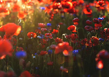 A field of red poppies