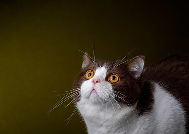 British shorthair cat