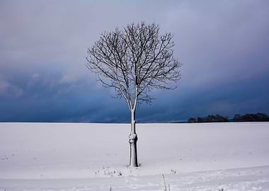 Winter tree