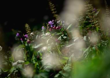 green spring plants nature